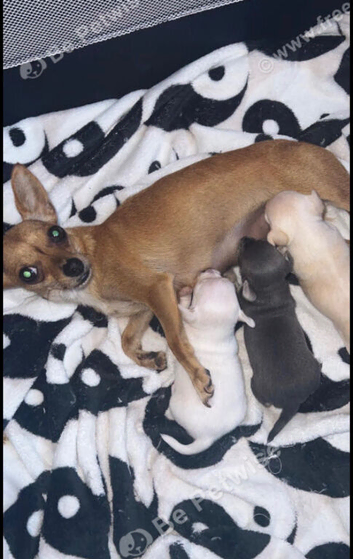 1 puppy girl