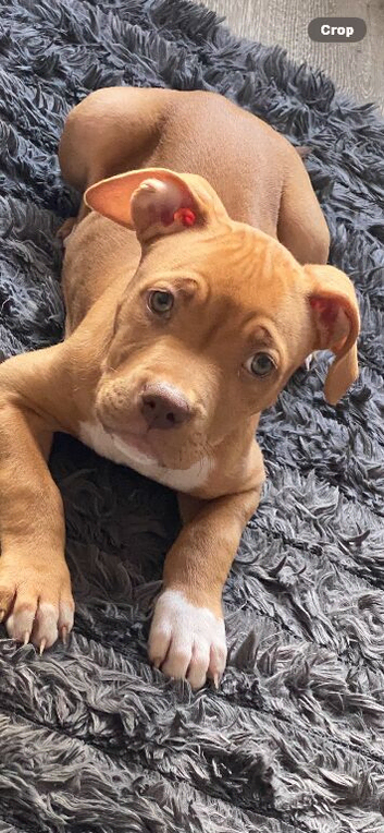 Beautiful female pup 5 months old