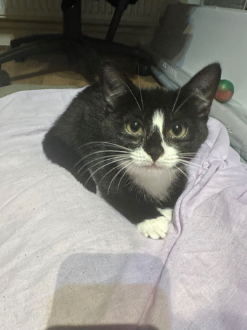 Kitten