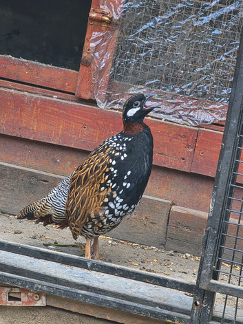 Black francolin pair