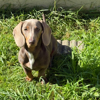 Mini Dachshund for sale
