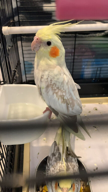 2 pairs of lovely cockatiels
