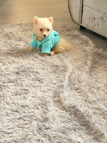 Pomerania puppy for sell