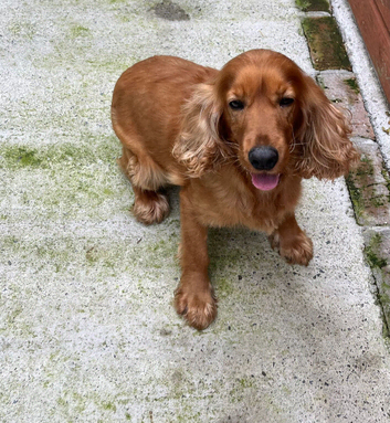 Cocker spaniel girl looking for new home