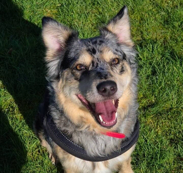 Blue merle Welsh collie