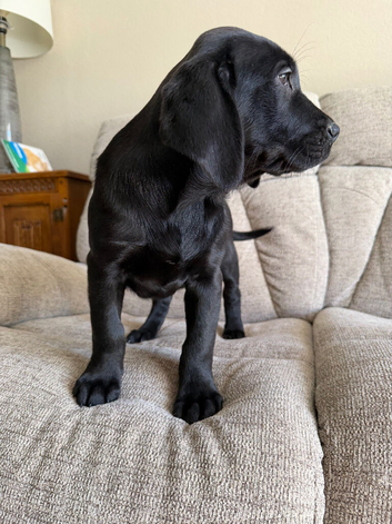 Healthy big boned Beautiful puppies for sale