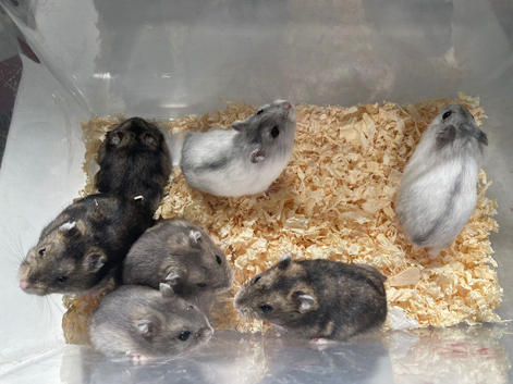 Pure bred baby Winter White Russian hamsters