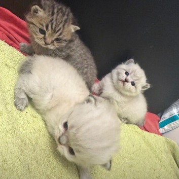 Chinchilla/british shorthair boys kittens