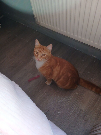 Ginger and white male cat and fully ginger