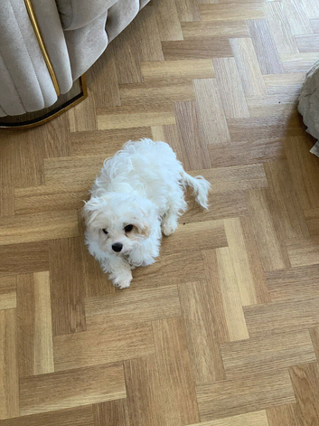 White male with brown mix ears