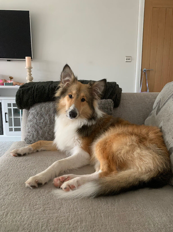7 month old puppy