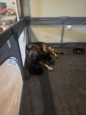 German shepherd puppies for sale