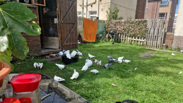 Racers high flyers Serbian pigeons sale