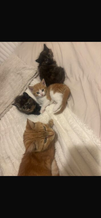 Half ragdoll kittens ready now