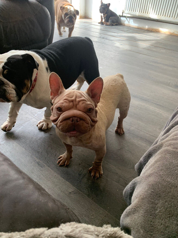 Velvet big rope french bulldog bitch