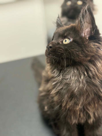 Tica registered black smoked male Maine coons