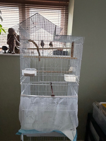 Zebra x2 finch and Cage