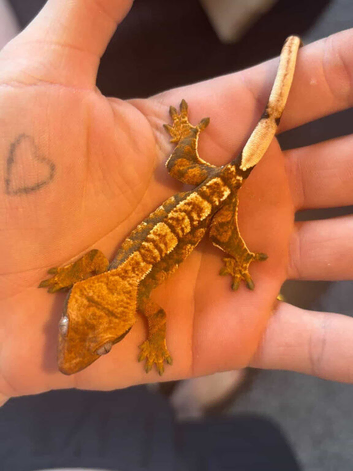 Baby Crested Geckos for sale!!