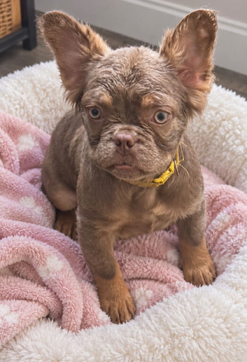 REDUCED! Last Fluffy & Pink frenchie