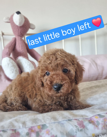 Red Toy Poodle Puppies
