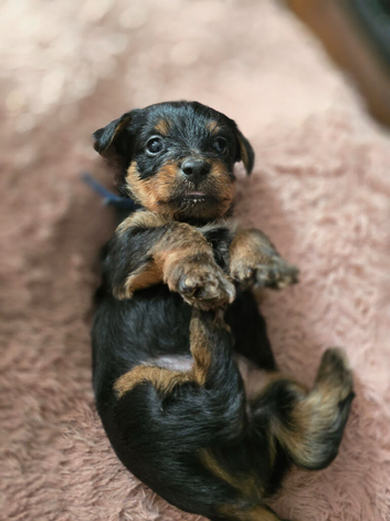 Yorkshire Terrier pups ready 24th June