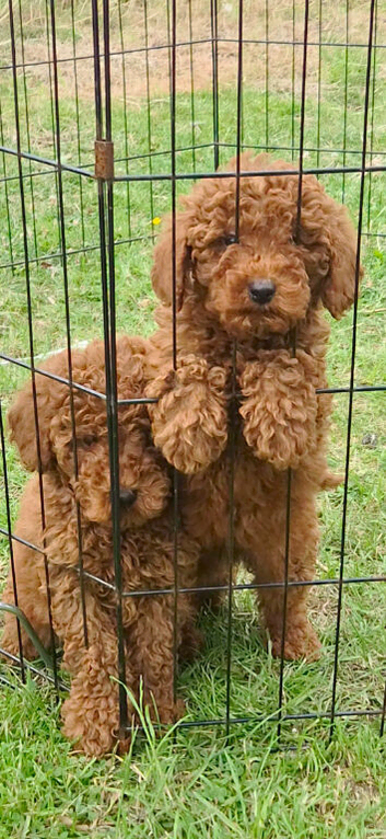 Miniature poodle