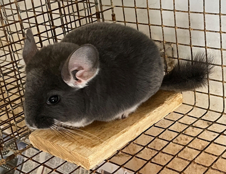 Beautiful 3month old violet male chinchilla &pound;150.