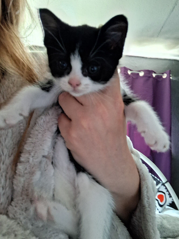 Female Black and white kitten