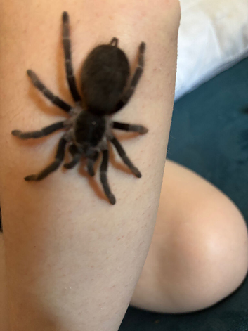 Brazilian Red tarantula