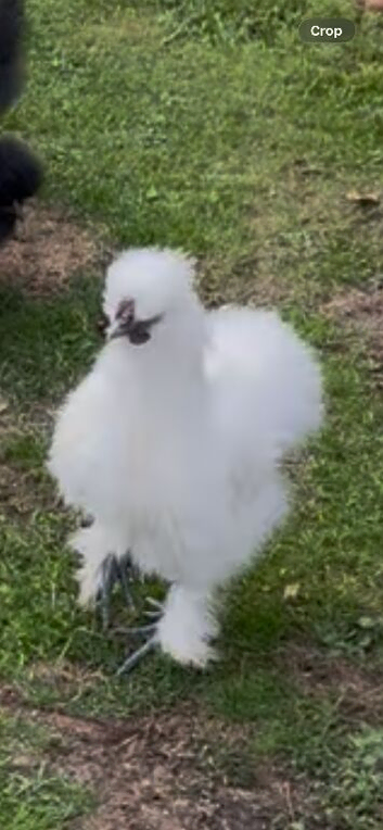 Three Silkie cockerels free to&nbsp;good homes