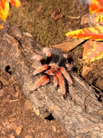 Tarantulas