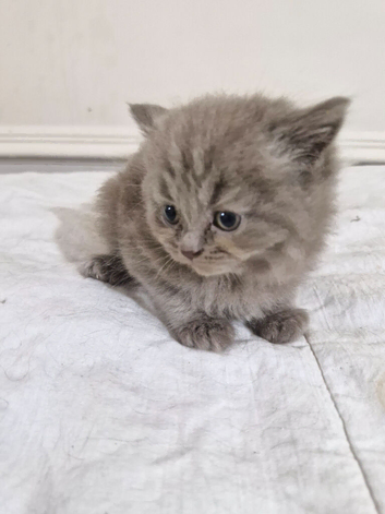British short haired cross kitten for sale