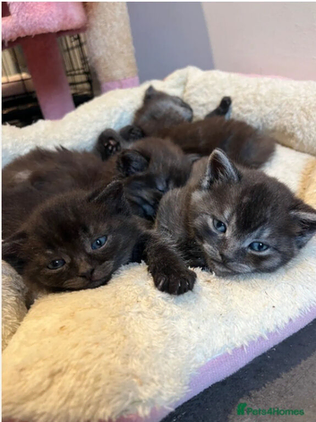 3x Female British Shorthair Cross Kittens