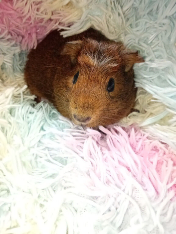 Boy piggy, 10 weeks old