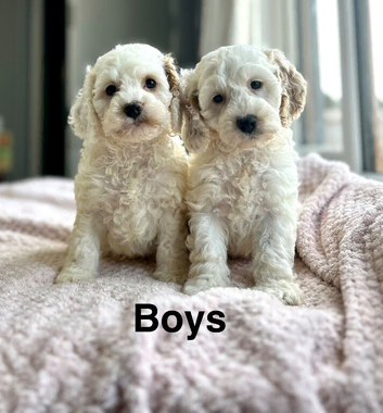 Stunning colour cockapoo puppies available now