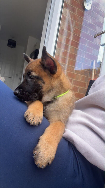 Beautiful Belgium Shepard Dog