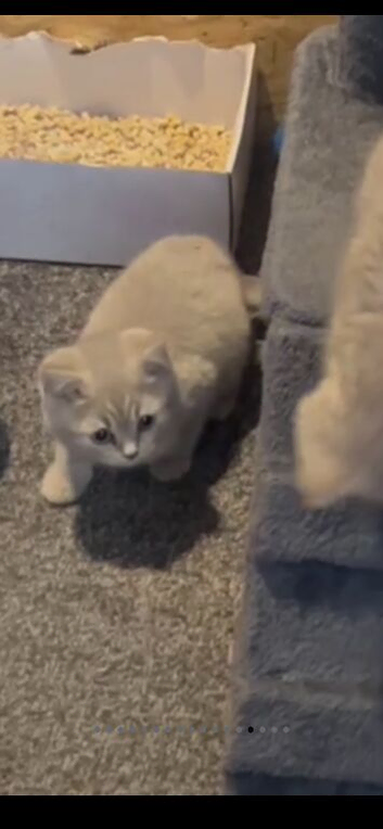 Stunning lilac/spotter male kittens only 1 left