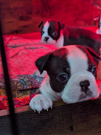 KC registered Boston terrier puppies