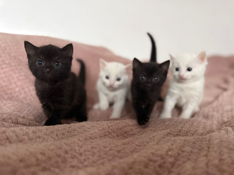 Bombay cat x Russian short hair kittens