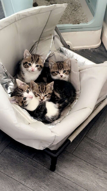 Cute kittens for sale