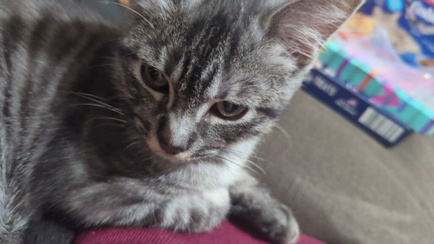 Bengal kitten (silver/black)