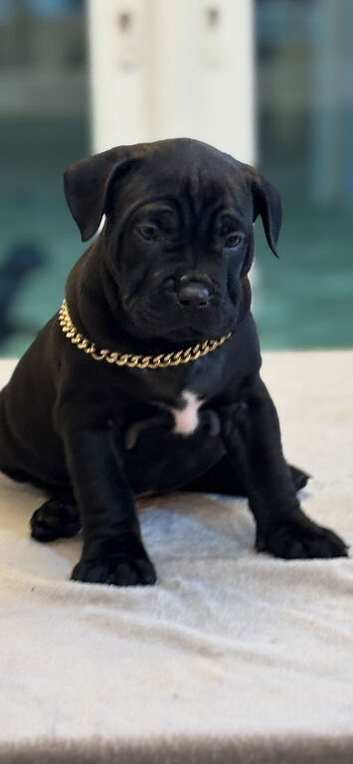 Lovely puppy for sale