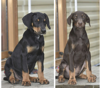 Unique hybrid dobermann puppies