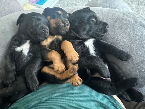 Puppies