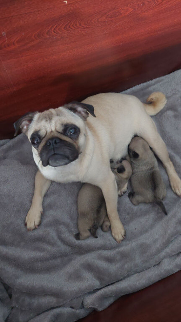 Beautiful Genuine Pug Puppies &ndash; 1 Girl & 1 Boy Available