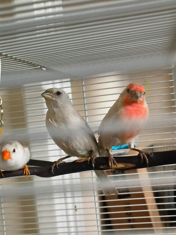 Pair of opal Mexican house finches
