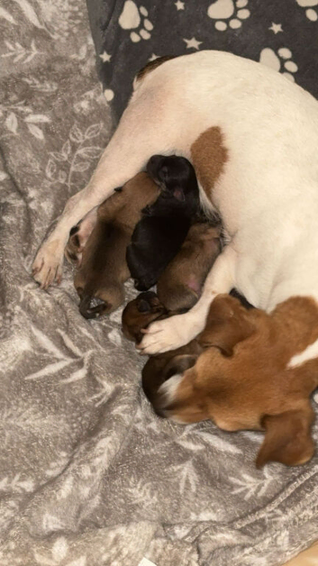 Jack Russell x German spitz x 4 boys