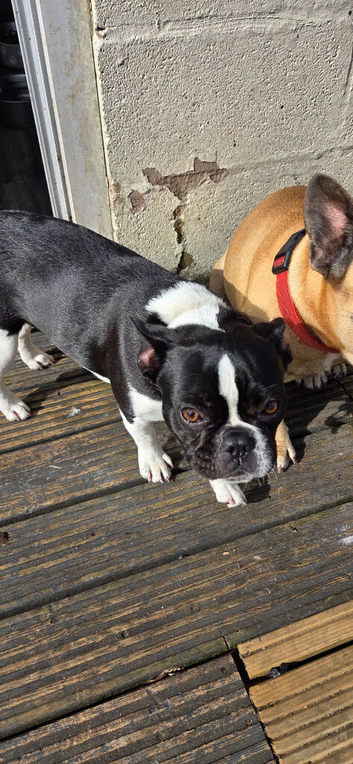 Dog for sale