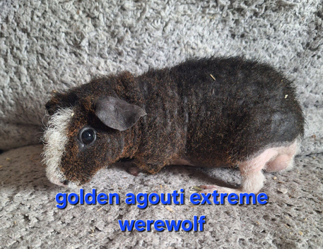 2 pairs of bonded skinny pig boys