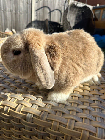 2 year old mini lop buck.